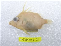 藏品(擬三棘魨)的圖片